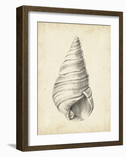 Antique Shell Study V-Ethan Harper-Framed Art Print