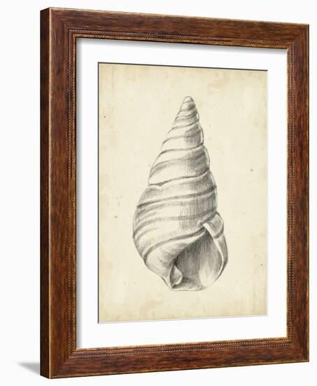 Antique Shell Study V-Ethan Harper-Framed Art Print