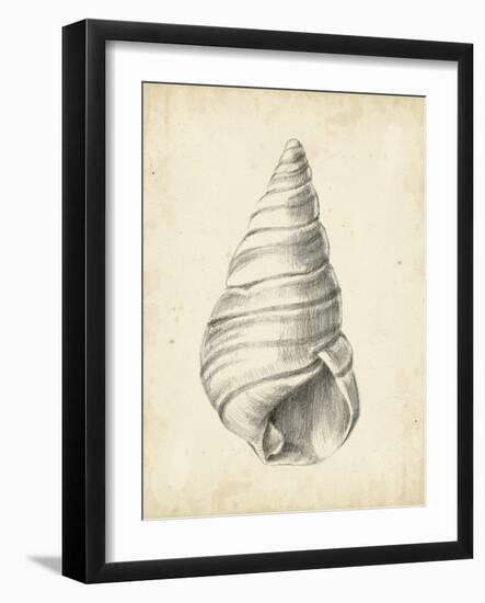 Antique Shell Study V-Ethan Harper-Framed Art Print