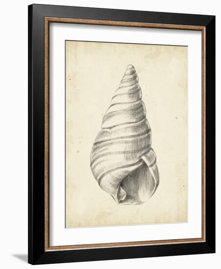 Antique Shell Study V-Ethan Harper-Framed Art Print