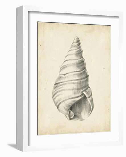 Antique Shell Study V-Ethan Harper-Framed Art Print