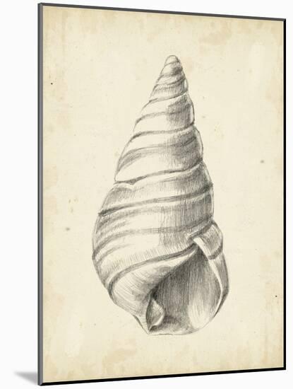 Antique Shell Study V-Ethan Harper-Mounted Art Print