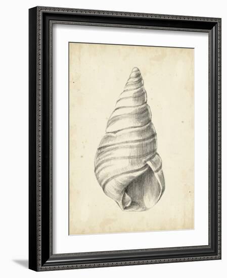 Antique Shell Study V-Ethan Harper-Framed Art Print