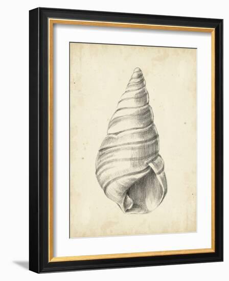 Antique Shell Study V-Ethan Harper-Framed Art Print