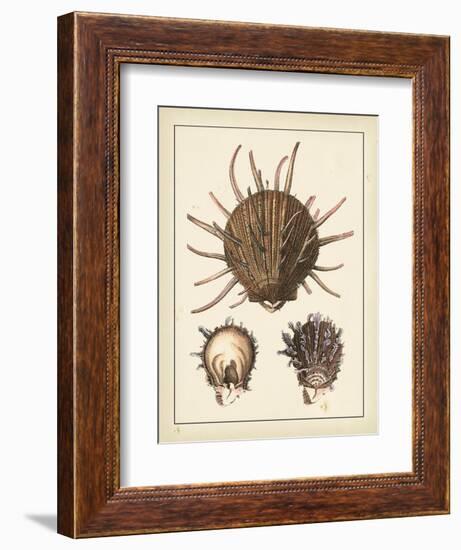 Antique Shells I-Denis Diderot-Framed Art Print