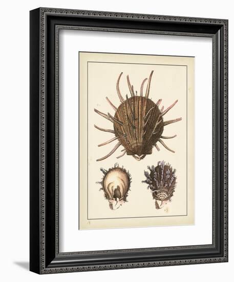 Antique Shells I-Denis Diderot-Framed Art Print