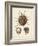 Antique Shells I-Denis Diderot-Framed Art Print