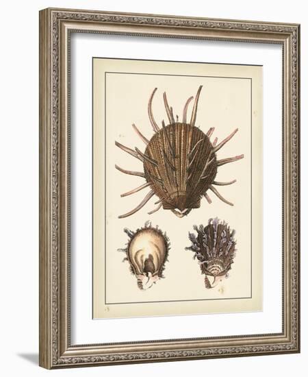 Antique Shells I-Denis Diderot-Framed Art Print