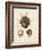 Antique Shells I-Denis Diderot-Framed Art Print