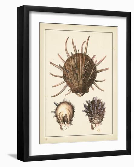 Antique Shells I-Denis Diderot-Framed Art Print