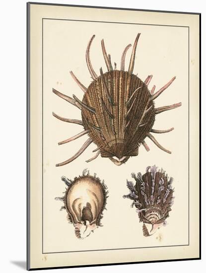 Antique Shells I-Denis Diderot-Mounted Art Print