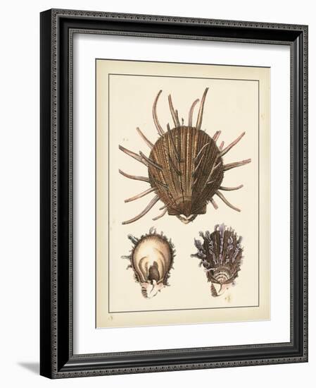 Antique Shells I-Denis Diderot-Framed Art Print