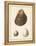 Antique Shells II-Denis Diderot-Framed Stretched Canvas