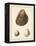 Antique Shells II-Denis Diderot-Framed Stretched Canvas