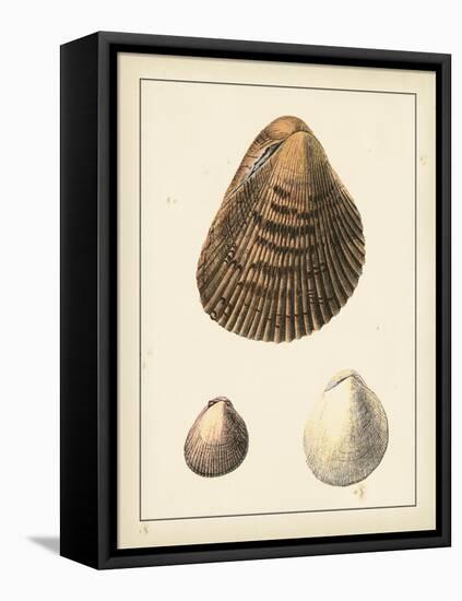 Antique Shells II-Denis Diderot-Framed Stretched Canvas