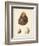 Antique Shells II-Denis Diderot-Framed Art Print