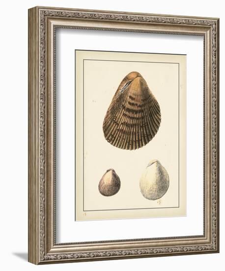 Antique Shells II-Denis Diderot-Framed Art Print