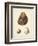 Antique Shells II-Denis Diderot-Framed Art Print