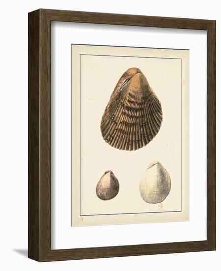 Antique Shells II-Denis Diderot-Framed Art Print