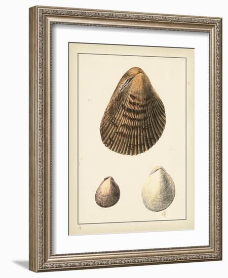 Antique Shells II-Denis Diderot-Framed Art Print