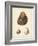 Antique Shells II-Denis Diderot-Framed Art Print