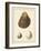 Antique Shells II-Denis Diderot-Framed Art Print