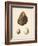 Antique Shells II-Denis Diderot-Framed Art Print