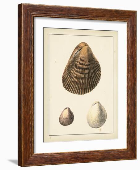 Antique Shells II-Denis Diderot-Framed Art Print