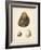 Antique Shells II-Denis Diderot-Framed Art Print