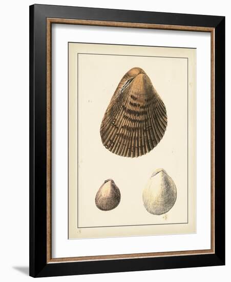 Antique Shells II-Denis Diderot-Framed Art Print