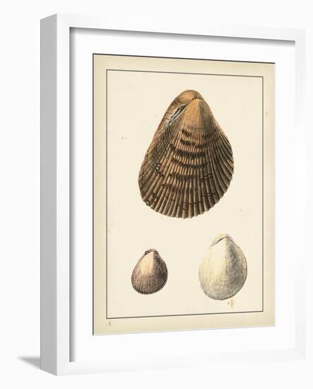 Antique Shells II-Denis Diderot-Framed Art Print