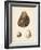 Antique Shells II-Denis Diderot-Framed Art Print