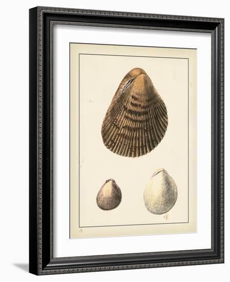 Antique Shells II-Denis Diderot-Framed Art Print