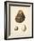 Antique Shells II-Denis Diderot-Framed Art Print