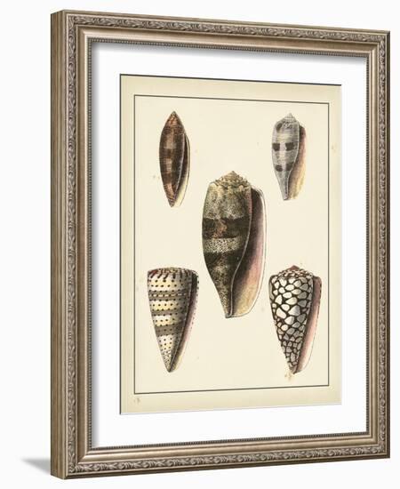 Antique Shells IV-Denis Diderot-Framed Art Print