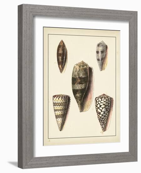 Antique Shells IV-Denis Diderot-Framed Art Print