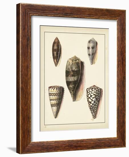 Antique Shells IV-Denis Diderot-Framed Art Print