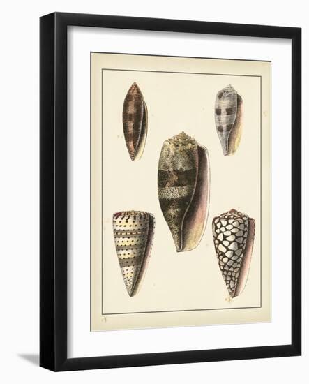 Antique Shells IV-Denis Diderot-Framed Art Print