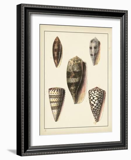 Antique Shells IV-Denis Diderot-Framed Art Print