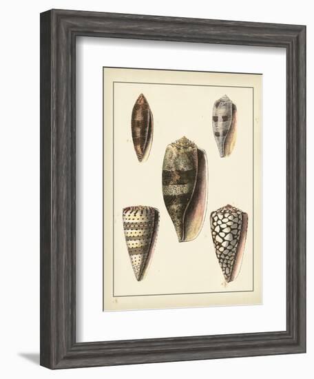 Antique Shells IV-Denis Diderot-Framed Art Print