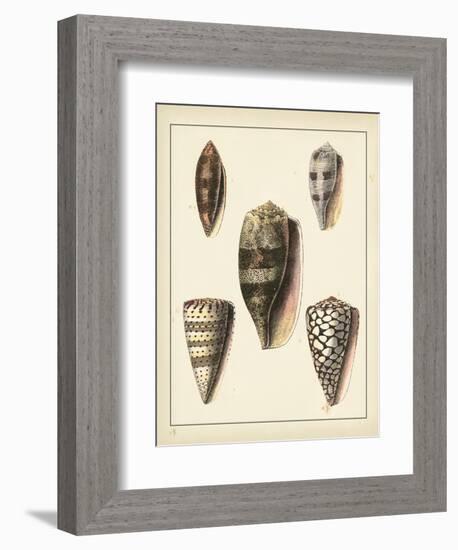 Antique Shells IV-Denis Diderot-Framed Art Print
