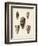 Antique Shells IV-Denis Diderot-Framed Art Print