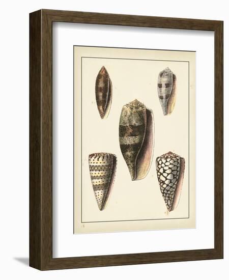 Antique Shells IV-Denis Diderot-Framed Art Print