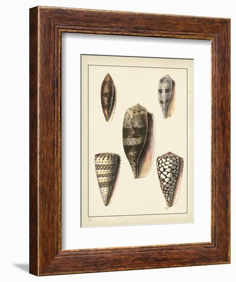 Antique Shells IV-Denis Diderot-Framed Art Print