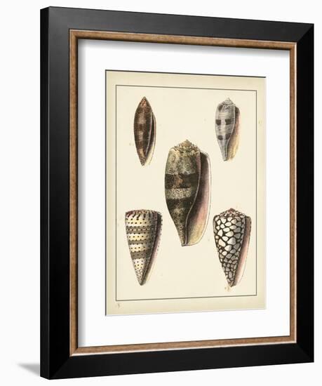 Antique Shells IV-Denis Diderot-Framed Art Print