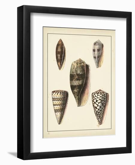 Antique Shells IV-Denis Diderot-Framed Art Print