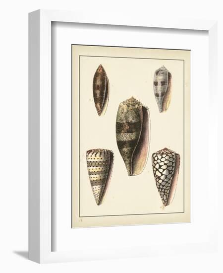 Antique Shells IV-Denis Diderot-Framed Art Print