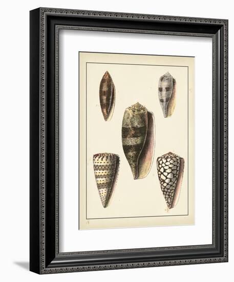 Antique Shells IV-Denis Diderot-Framed Art Print