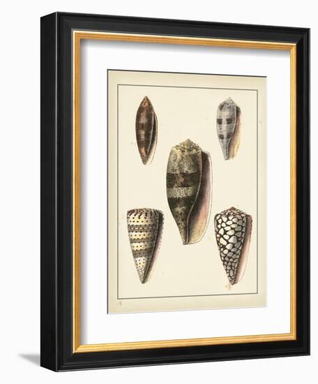 Antique Shells IV-Denis Diderot-Framed Art Print