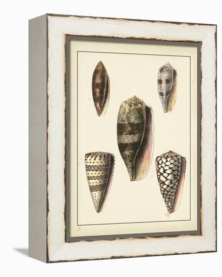 Antique Shells IV-Denis Diderot-Framed Stretched Canvas